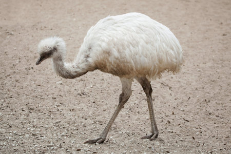 Greater rhea (Rhea americana), also known as the common rhea. White leucistic form.