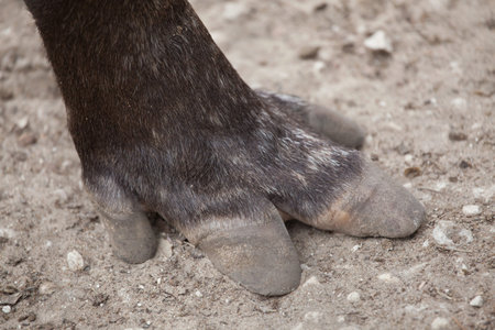 Hoof of the South American tapir (Tapirus terrestris), also known as the Brazilian tapir.