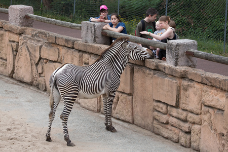 LES MATHES, FRANCE - JULY 4, 2016: Visitors looking at the Grevy zebra (Equus grevyi), also known as the imperial zebra at La Palmyre Zoo (Zoo de La Palmyre) in Les Mathes, Charente-Maritime, France.の写真素材