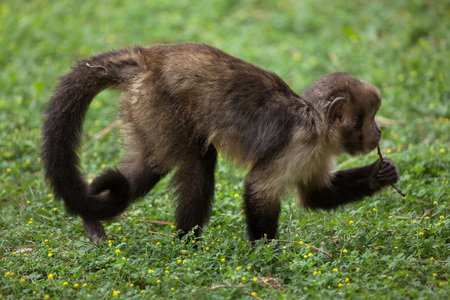 Golden-bellied capuchin (Sapajus xanthosternos), also known as the yellow-breasted capuchin.の写真素材