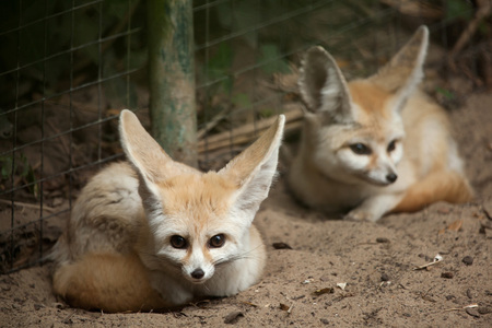 Fennec fox (Vulpes zerda). Wildlife animal.の写真素材