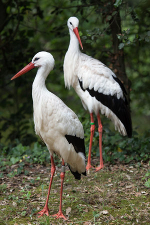 White stork (Ciconia ciconia). Wildlife animal.