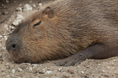 Capybara (Hydrochoerus hydrochaeris). Wildlife animal.の写真素材
