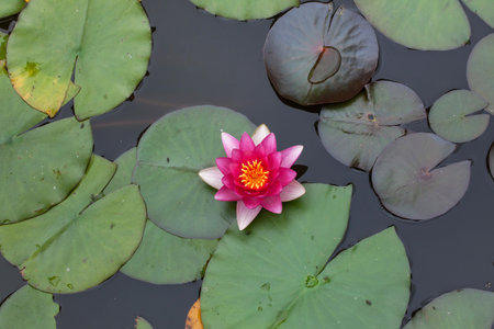 Star lotus (Nymphaea nouchali), also known as the white water lily.の写真素材