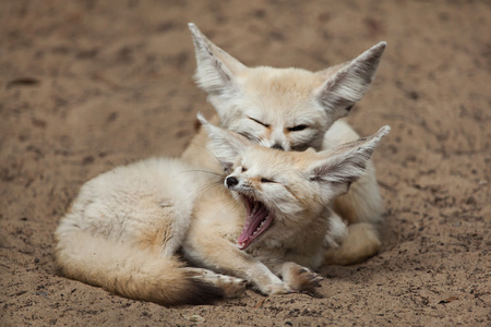 Fennec foxes (Vulpes zerda). Wildlife animal.の写真素材