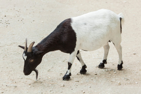 Domestic goat (Capra aegagrus hircus). Farm animal.