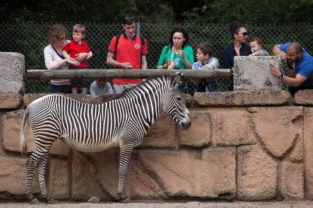LES MATHES, FRANCE - JULY 4, 2016: Visitors looking at the Grevy zebra (Equus grevyi), also known as the imperial zebra at La Palmyre Zoo (Zoo de La Palmyre) in Les Mathes, Charente-Maritime, France.のeditorial素材