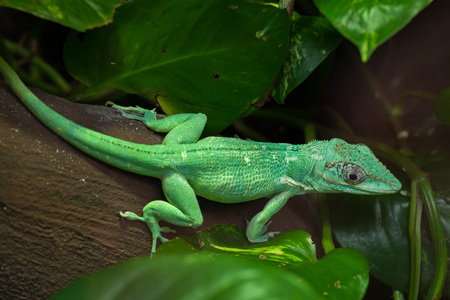 Knight anole (Anolis equestris), also known as the Cuban knight anole.の写真素材