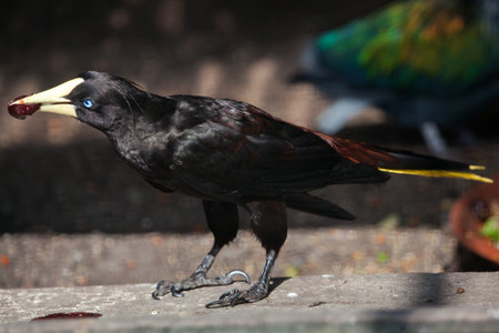 Crested oropendola (Psarocolius decumanus), also known as the Suriname crested oropendola.