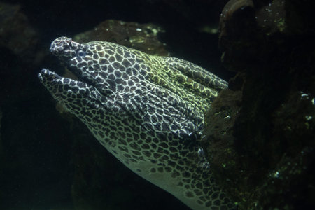 Laced moray (Gymnothorax favagineus), also known as the leopard moray.