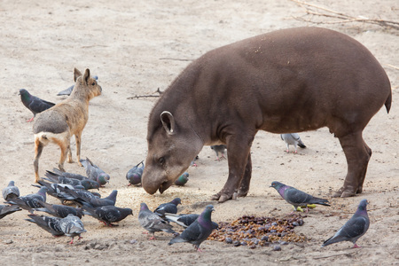 South American tapir (Tapirus terrestris) and Patagonian mara (Dolichotis patagonum).の写真素材