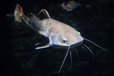 Redtail catfish (Phractocephalus hemioliopterus). Freshwater fish.の写真素材