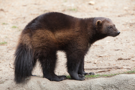 Wolverine (Gulo gulo), also known as the glutton.の写真素材