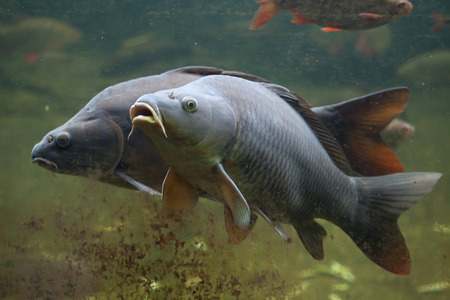 Wild common carp (Cyprinus carpio).の写真素材
