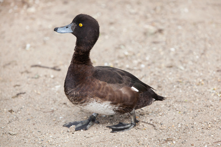 Tufted duck (Aythya fuligula). Wild life animal.の写真素材