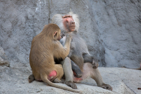 Hamadryas baboon (Papio hamadryas). Wild life animal.の写真素材