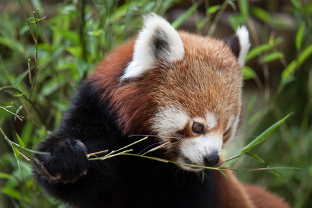 Western red panda (Ailurus fulgens fulgens), also known as the Nepalese red panda.の写真素材
