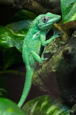 Knight anole (Anolis equestris), also known as the Cuban knight anole.の写真素材