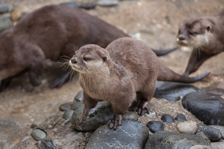 Oriental small-clawed otter (Amblonyx cinereus), also known as the Asian small-clawed otter.の写真素材