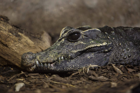 Dwarf crocodile (Osteolaemus tetraspis), also known as the African dwarf crocodile.の写真素材