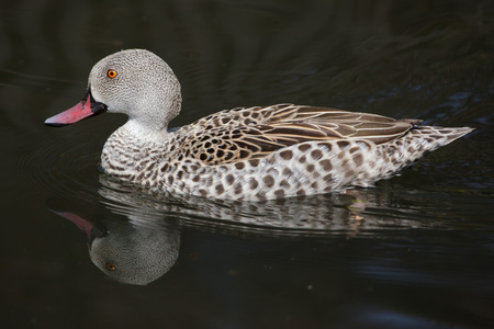 Cape teal (Anas capensis). Wild life animal. の写真素材