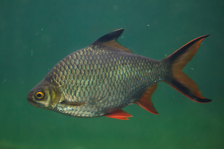 Tinfoil barb (Barbonymus schwanenfeldii). Tropical fish. の写真素材