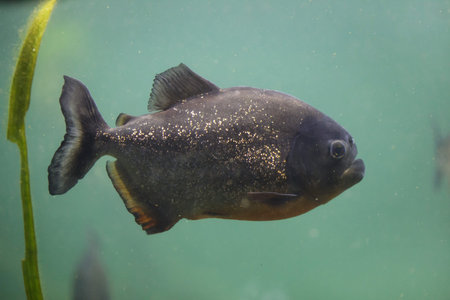 Red piranha (Pygocentrus nattereri), also known as the red-bellied piranha.の写真素材