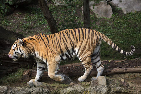 Siberian tiger (Panthera tigris altaica), also known as the Amur tiger.の写真素材