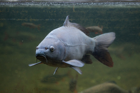 Mirror carp (Cyprinus carpio carpio).の写真素材