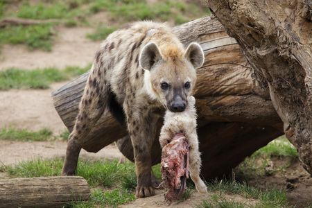 Spotted hyena (Crocuta crocuta), also known as the laughing hyena.の写真素材