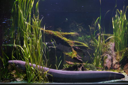 Electric eel (Electrophorus electricus). Tropical fish.