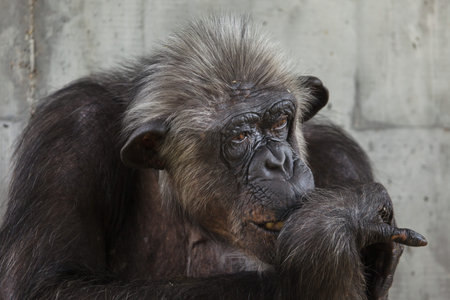 Common chimpanzee (Pan troglodytes), also known as the robust chimpanzee.