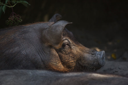 Duroc pig (Sus scrofa f. domesticus).