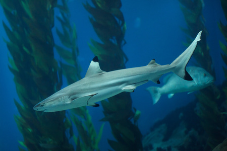 Blacktip reef shark (Carcharhinus melanopterus).の素材 [FY310118592845]