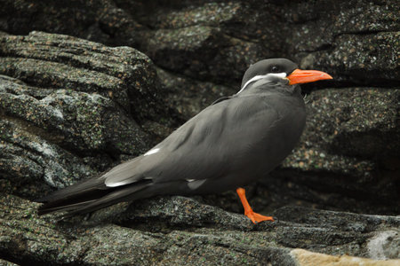 Inca tern (Larosterna inca). Wildlife bird.の写真素材