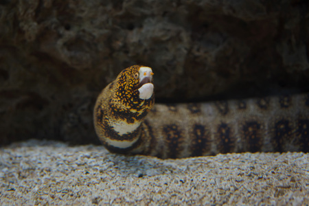 Snowflake moray (Echidna nebulosa), also known as the clouded moray.の写真素材