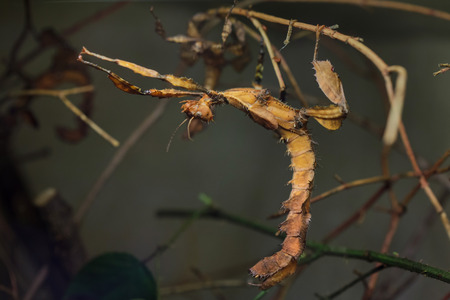 Giant prickly stick insect (Extatosoma tiaratum), also known as the Australian walking stick.の写真素材