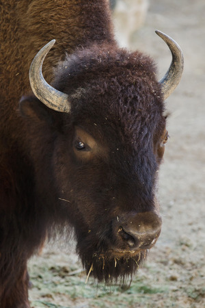 Plains bison (Bison bison bison), also known as the prarie bison.の写真素材