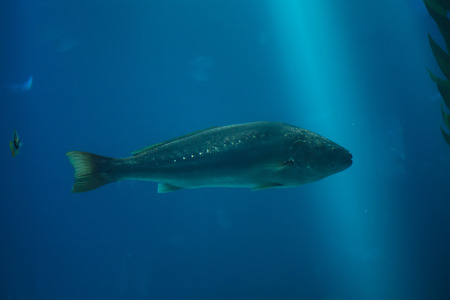 Meagre (Argyrosomus regius), also known the Atlantic shadefish.の写真素材