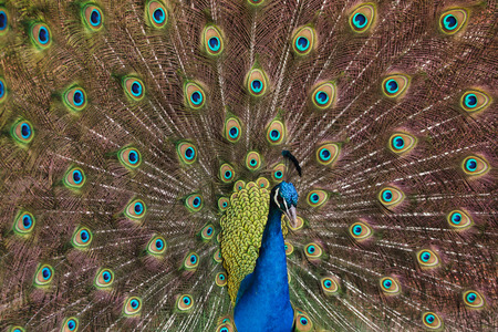 Indian peafowl (Pavo cristatus), also known as the blue peafowl.の写真素材