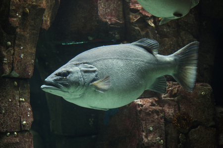 Giant grouper (Epinephelus lanceolatus), also known as the banded rockcod.の写真素材
