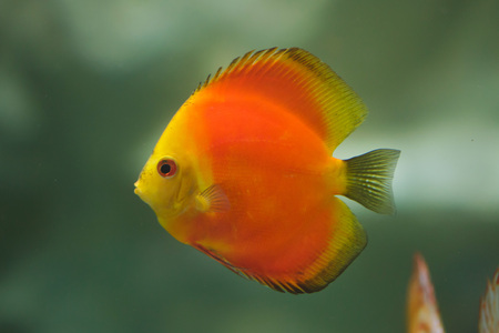 Red Marlboro discus (Symphysodon aequifasciatus). Freshwater fish.の写真素材