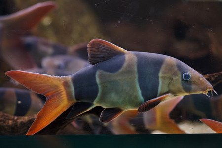 Clown loach (Chromobotia macracanthus), also known as the tiger botiaの写真素材