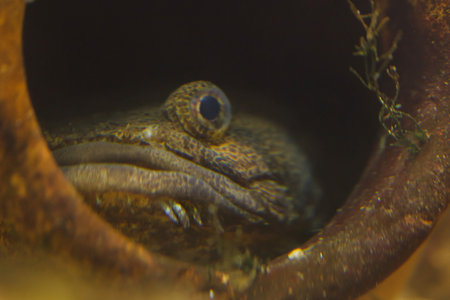 Lusitanian toadfish (Halobatrachus didactylus). Marine fish.