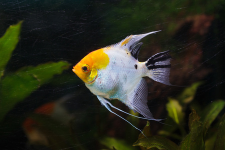 Angelfish (Pterophyllum scalare), also known as the freshwater angelfish.の写真素材