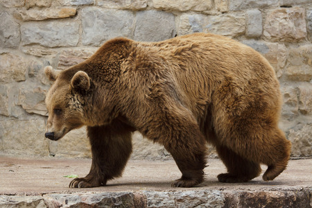 Brown bear (Ursus arctos). Wild life animal.の写真素材