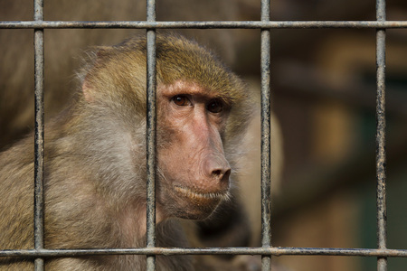 Hamadryas baboon (Papio hamadryas) inside the cage.の写真素材