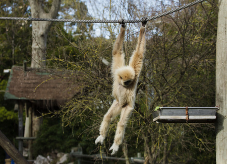 Lar gibbon (Hylobates lar), also known as the white-handed gibbon.の写真素材