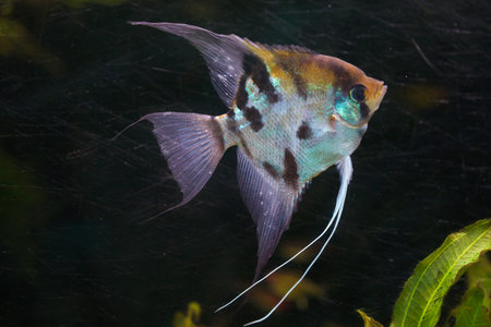 Angelfish (Pterophyllum scalare), also known as the freshwater angelfish.