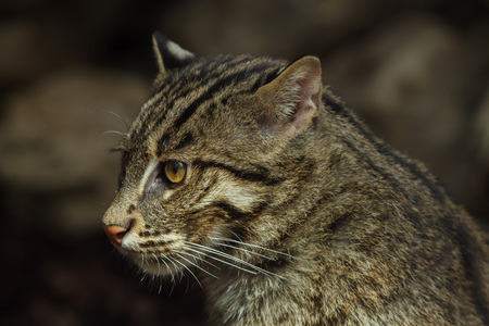 Fishing cat (Prionailurus viverrinus). Wildlife animal.の写真素材